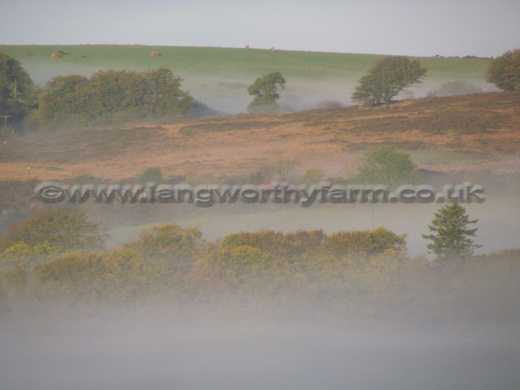 Autumn Mist